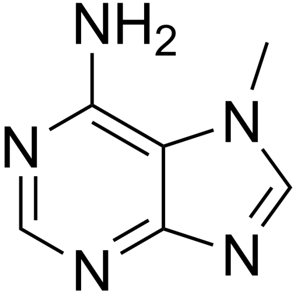 7-Methyladenine Chemical Structure
