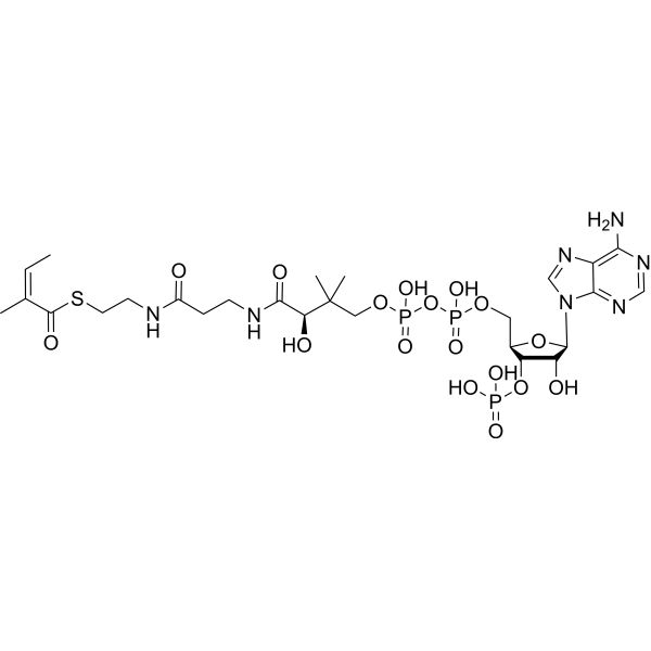 Angeloyl-CoA Chemical Structure
