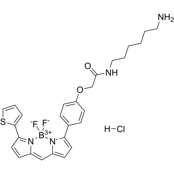 BDP TR amine hydrochloride Chemical Structure