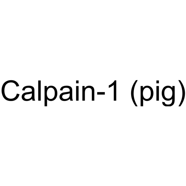 Calpain-1 (pig)