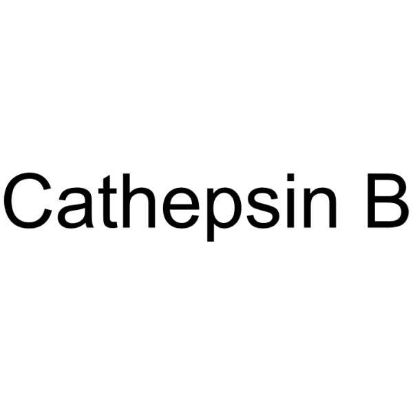 Cathepsin B Chemical Structure