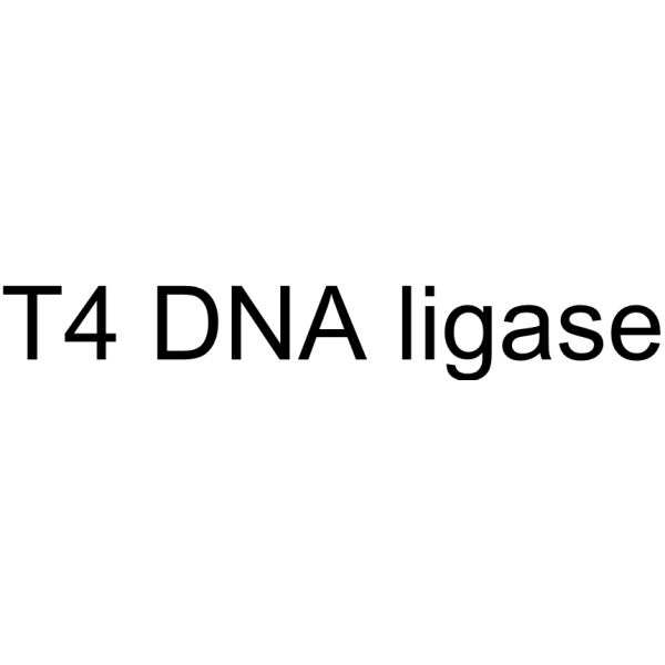 T4 DNA ligase